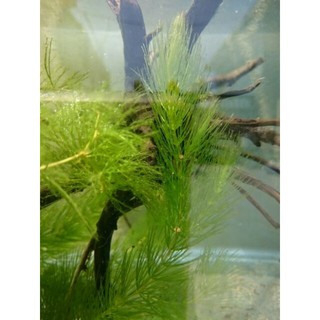 水耕植物 室內專用金魚藻 水蘊草 不用co2供應陰性草 戶外養魚 幼魚兒躲避所 產卵最佳避難所 蝦皮購物