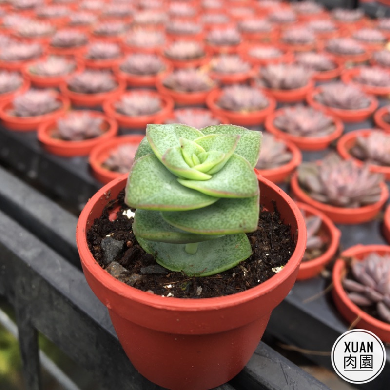 一吋迷你盆 星乙女 多肉植物 多肉 景天科 療癒小物 組盆 Xuan肉園 蝦皮購物