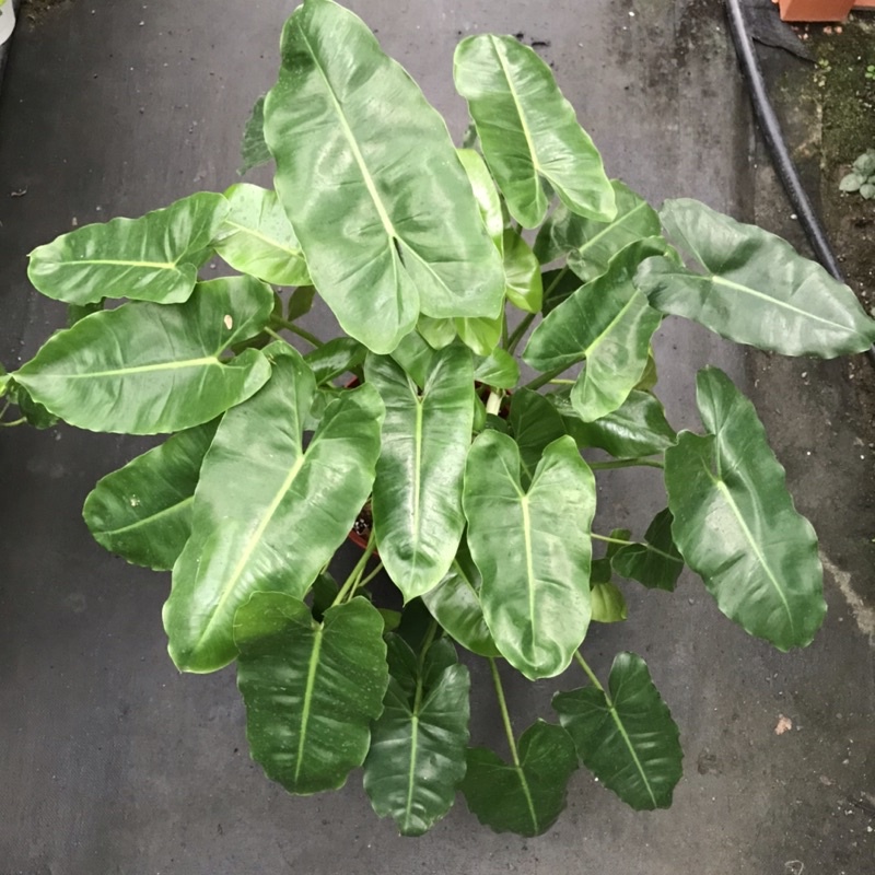 糀町雨林植物💮獨角獸蔓綠絨、亮葉獨角獸