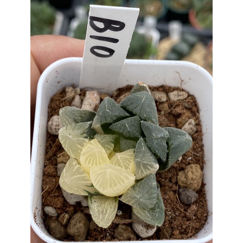 Haworthia ハオルチア夏祭オブツーサ錦 蝦皮購物