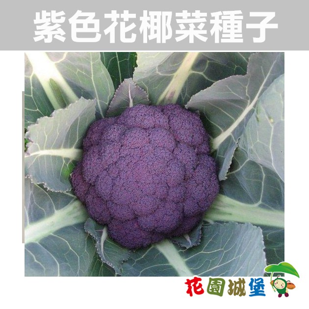 紫色花椰菜 優惠推薦 21年12月 蝦皮購物台灣