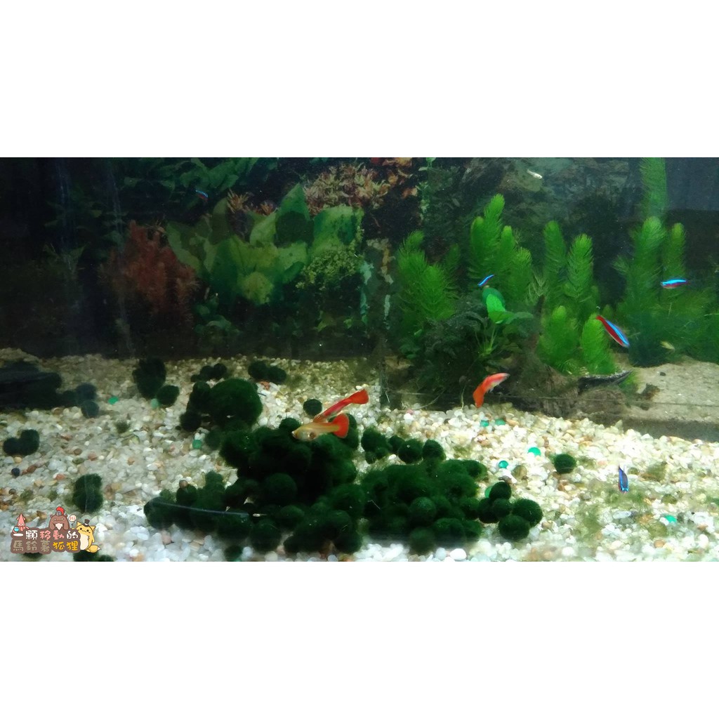 金魚藻 綠藻球 琉璃砂 水袋組真水草 蝦皮購物
