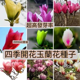 玉蘭花種子 比價撿便宜 優惠與推薦 22年10月