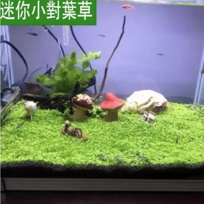 園藝家 水草種子植物魚缸水槽種籽速成水草種子造景水草種子爬地矮大對葉小對葉碗蓮牛毛草迷你矮水草種子