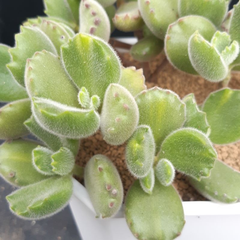 拂雲多肉植物 熊童子黃綠熊五吋老叢爆盆穩根度夏含盆寄 蝦皮購物