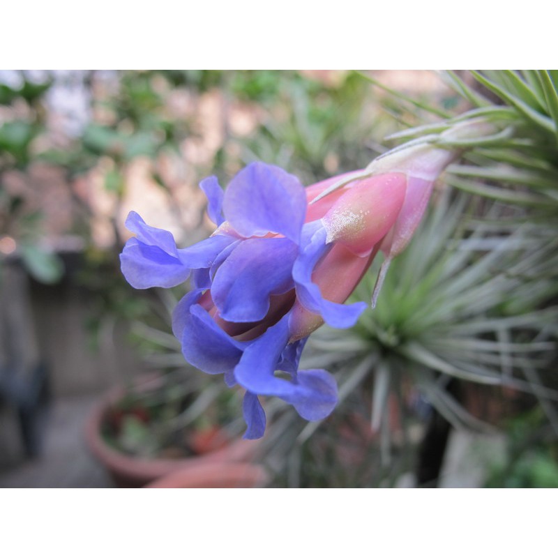 綠房子空氣鳳梨 紫羅蘭 Tillandsia aeranthos
