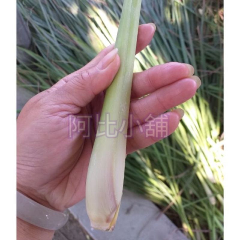 大品種檸檬香茅裸根苗