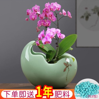 蘭花花器的價格推薦 21年8月 比價撿便宜