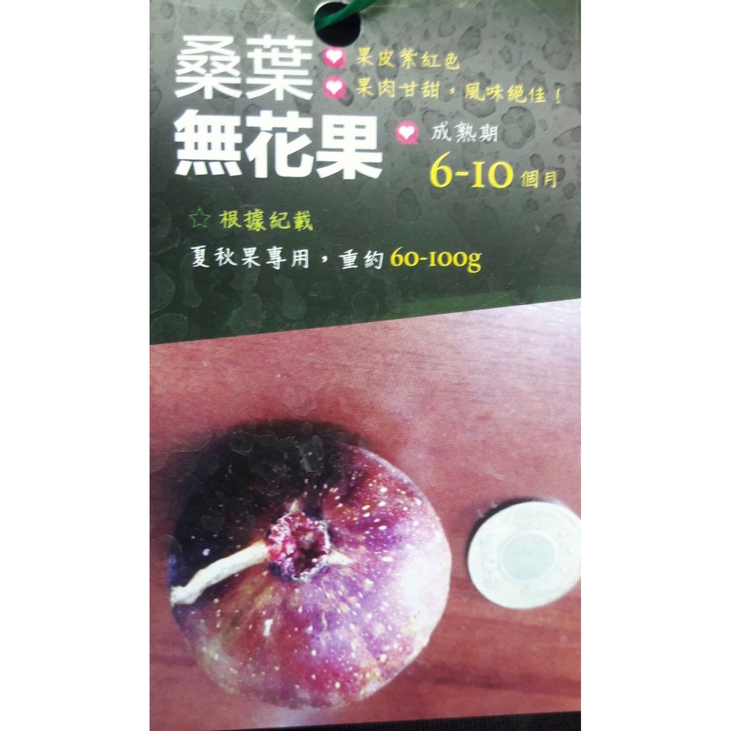 桑葉無花果苗五吋盆   無花果 果樹 果苗 根系健全 土上15-30CM 果樹果苗無花果盆栽超甜好吃肥料