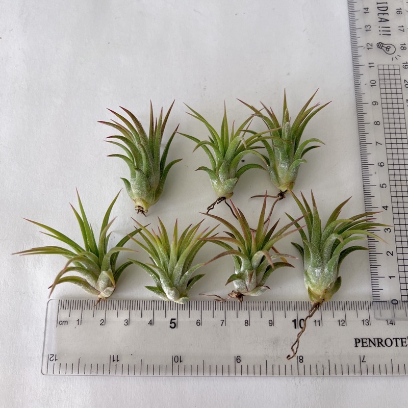 Tillandsia ionantha haselnuss kk 極上子株
