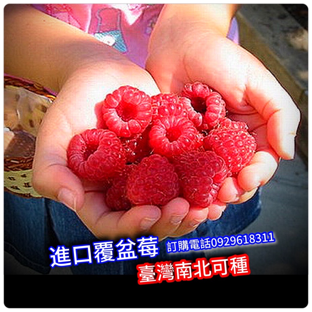 覆盆莓盆栽【進口-覆盆子】全台南北可種，可盆植大樓窗台結果，也可地植 紅莓 黑莓 蔓越莓 樹莓 藍莓 錫藍莓