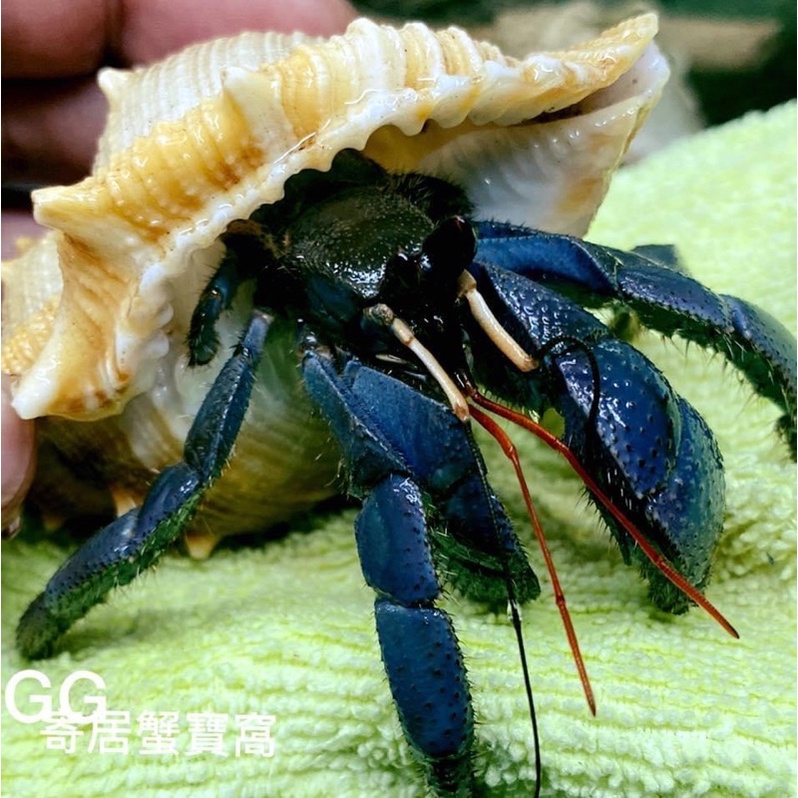 寄居蟹寶窩 深紫陸寄居蟹 可動公仔 蝦皮購物