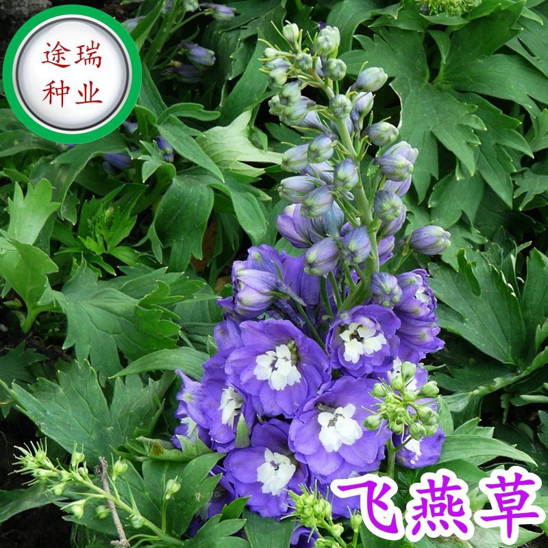 成活率高 種子 飛燕草種子鴿子花百部草千鳥花蘿小花陽臺庭院盆栽種籽草本大花卉 四季可種植 蝦皮購物