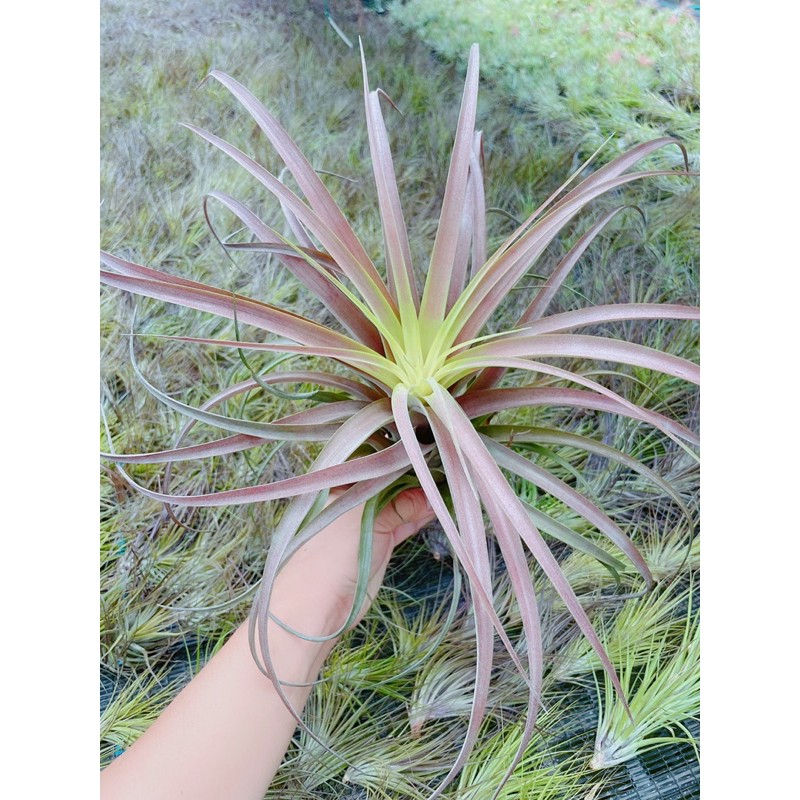 空鳳 愛結 巨大尺寸 Tillandsia "Love Knot" 空氣鳳梨 XXL