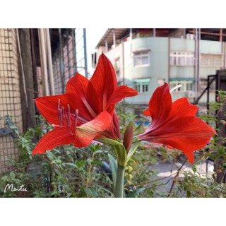 花露米二館現貨紅色孤挺花開花球根球莖油點百合裸根栽培土土壤 蝦皮購物