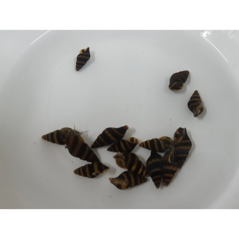 河馬水族 限量現貨供應鑽紋螺除觀雜螺除蟲觀賞魚缸水草缸水族可混養 高級飼料餌料 蝦皮購物