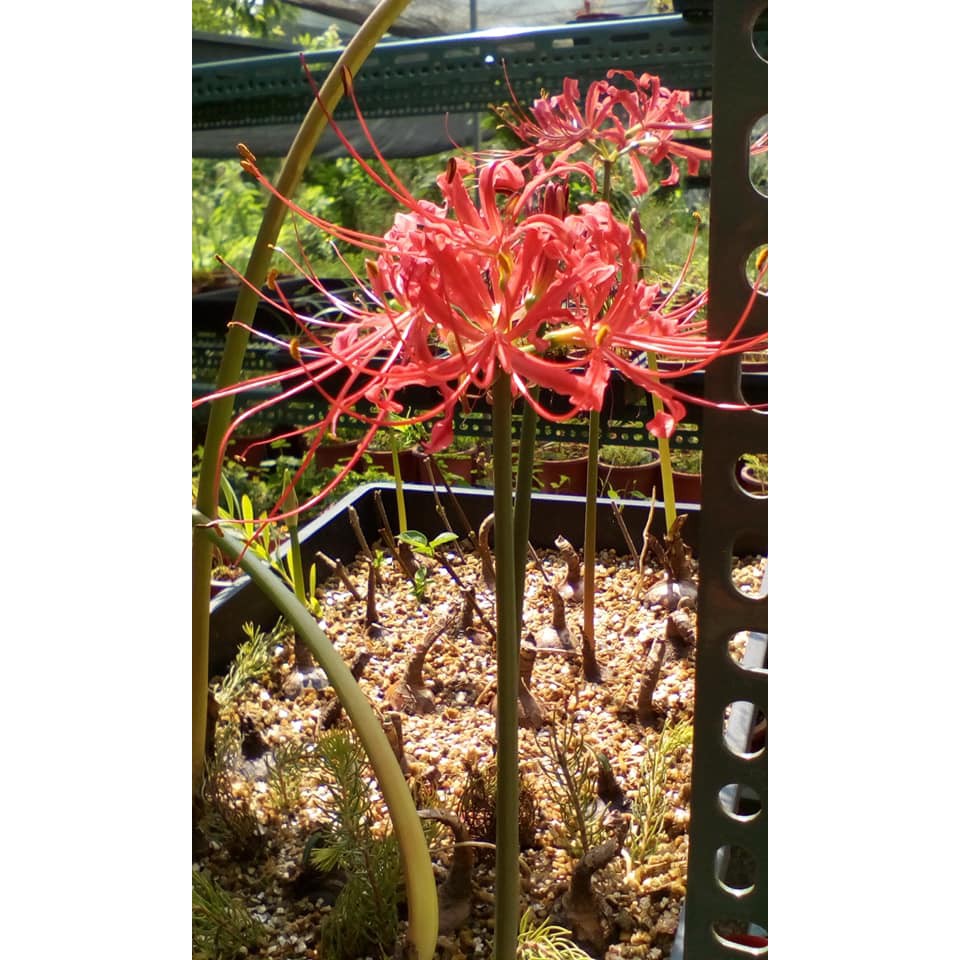 紅花石蒜彼岸花曼珠沙華 蝦皮購物