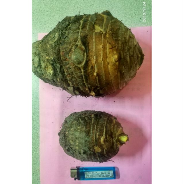 里芋自產 沒農藥 沒肥料種植 7斤240元喔 蝦皮購物