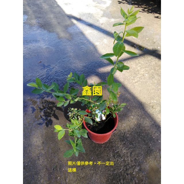 ✪鑫園✪藍莓苗暖地小藍莓熱帶藍莓