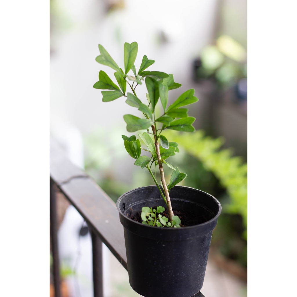 斯里蘭卡鵝掌藤 / 稀有品種 / 觀葉植物 / 心葉鵝掌藤