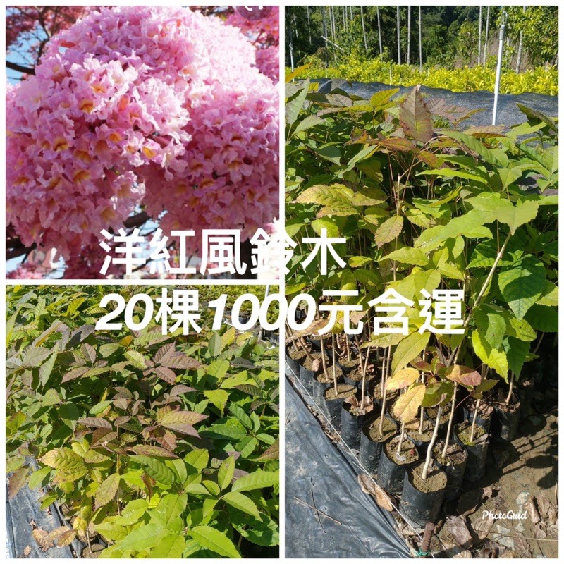 霏霏園藝    洋紅風鈴木高度45公分高一棵特價50元買20棵免運