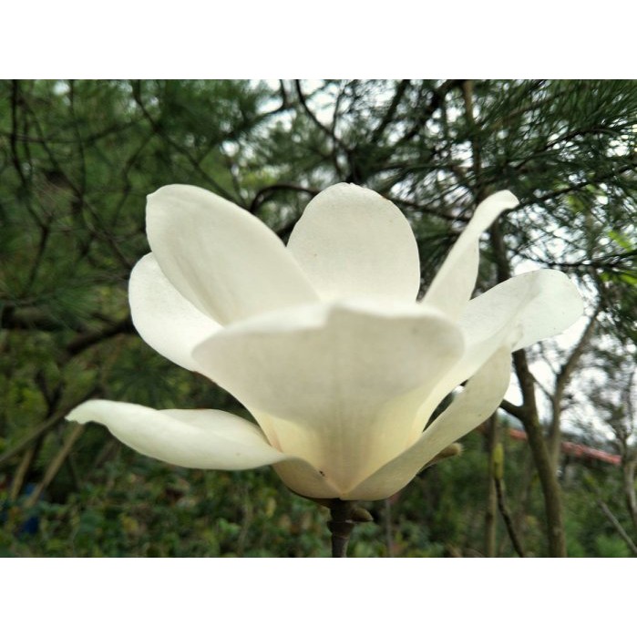 辛夷/木蘭/迎春花/5年盆栽/半日照/香花盆栽/中壢高鐵南路園區現貨拍攝