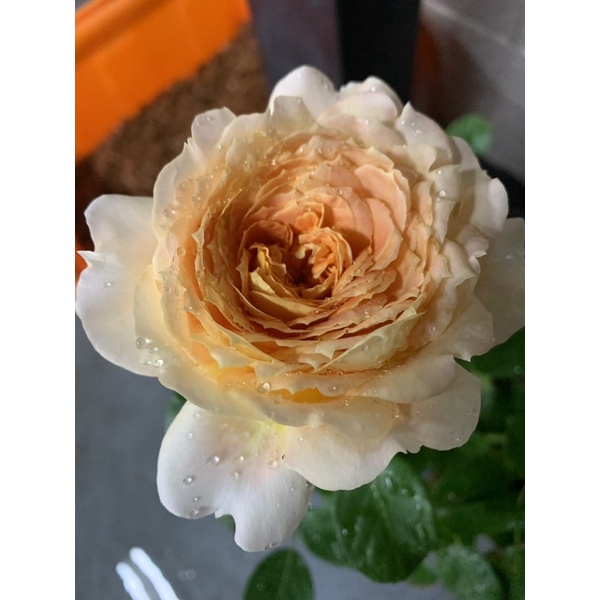 Caramel Antique Garden Roses | Fasci Garden