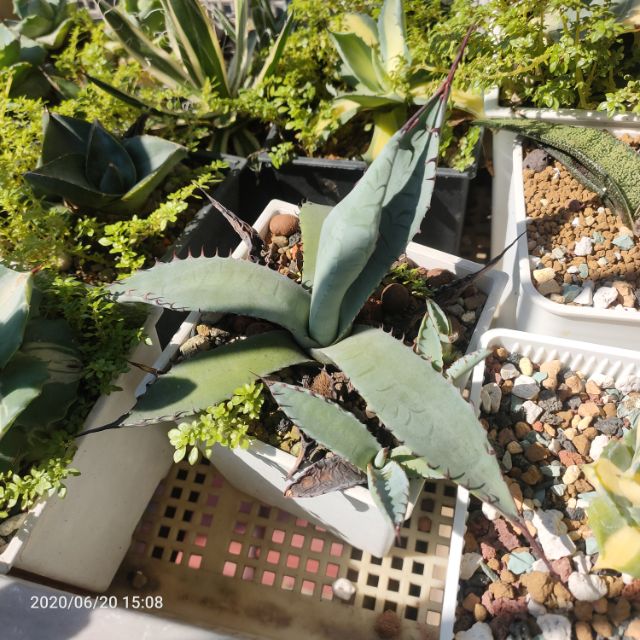 肉部屋整盆賣多芽屈原龍舌蘭多肉植物 蝦皮購物