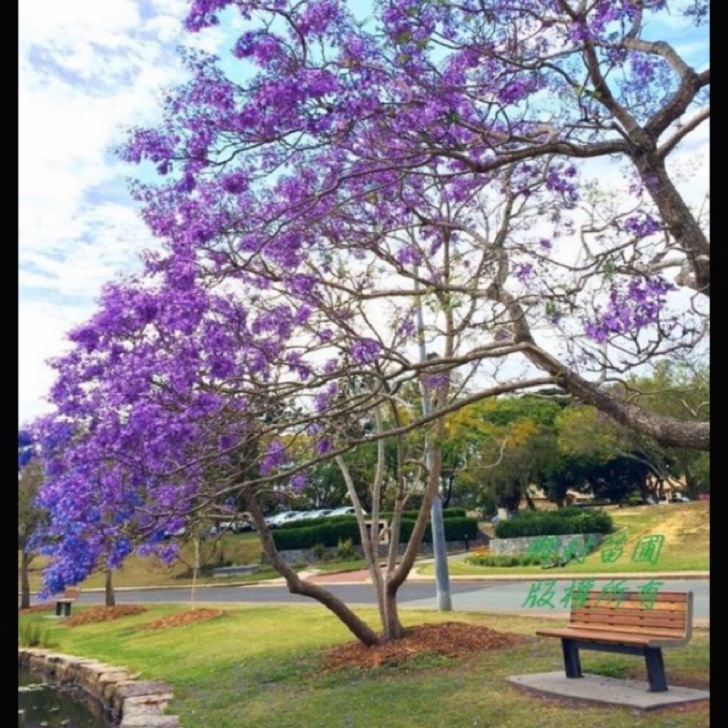 澳洲藍花楹3吋盆30公分高4棵1組 蝦皮購物