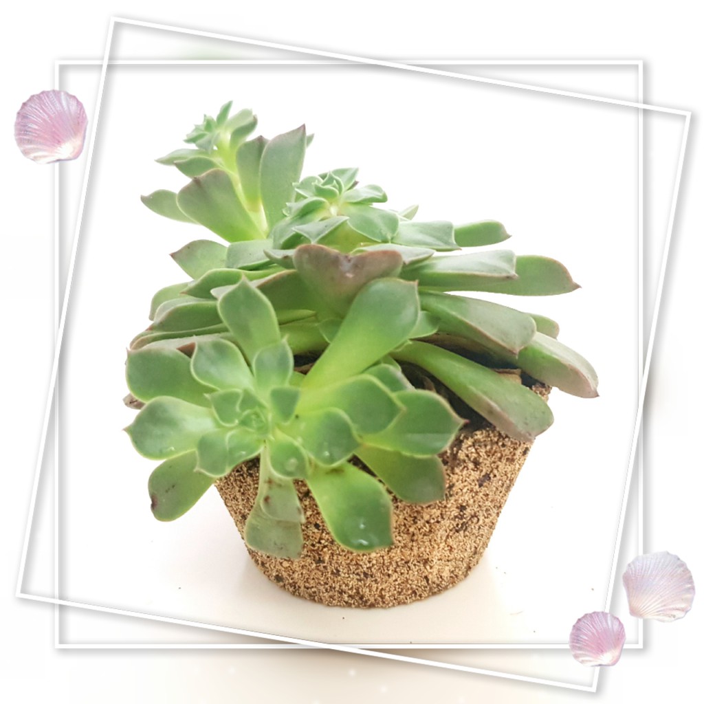 多肉植物花器 拍賣與ptt推薦商品 21年3月 飛比價格