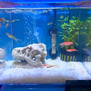 彩虹騎士小缸專屬 德國jbl珍寶魚缸底砂系列 散裝1公斤 水草 魚缸造景 魚缸底砂 鼠魚 異型 孔雀魚 水族用品 蝦皮購物