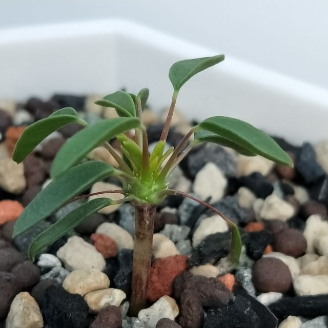白花魚骨城sarcocaulon Camdeboense 蝦皮購物
