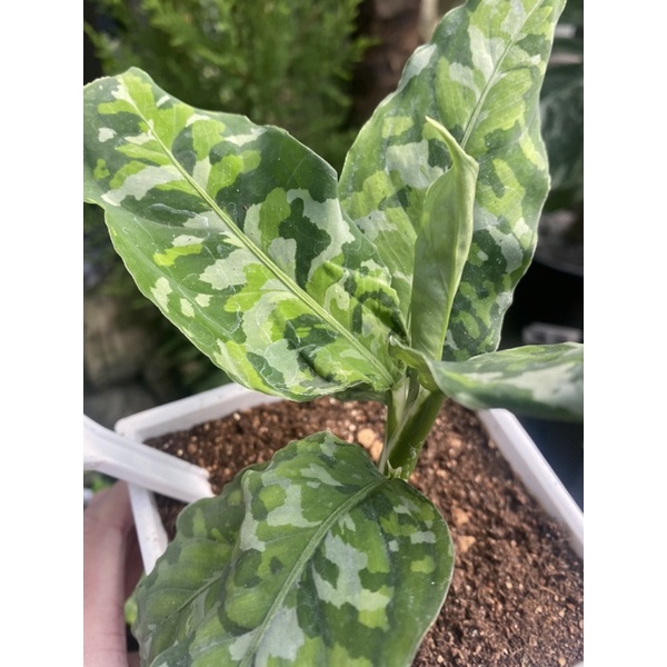 迷彩粗肋草 珍奇 觀葉植物 稀有 雨林植物