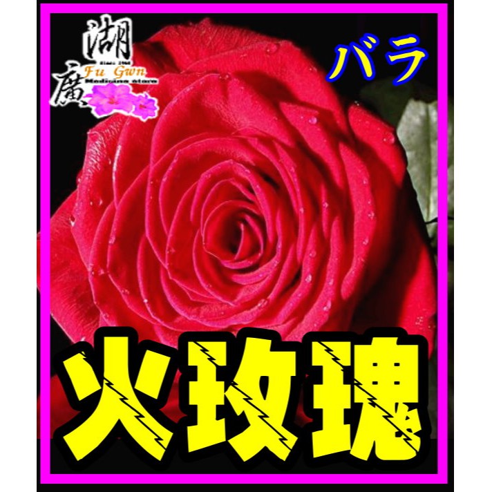 火玫瑰花 紅玫瑰花 花茶 花草茶–【啟陞食品】–【湖廣藥材】-【火速出貨】迪化街一段74號【02-25560870】