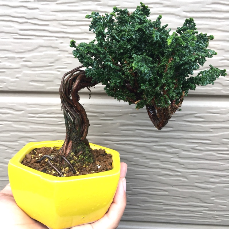 小品 迷你品 桌上盆栽 小品盆栽 石化檜 蝦皮購物