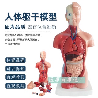 ♥❤人體模型 28CM軀幹 人體內臟解剖模型 醫用教具骨骼 兒童益智玩具