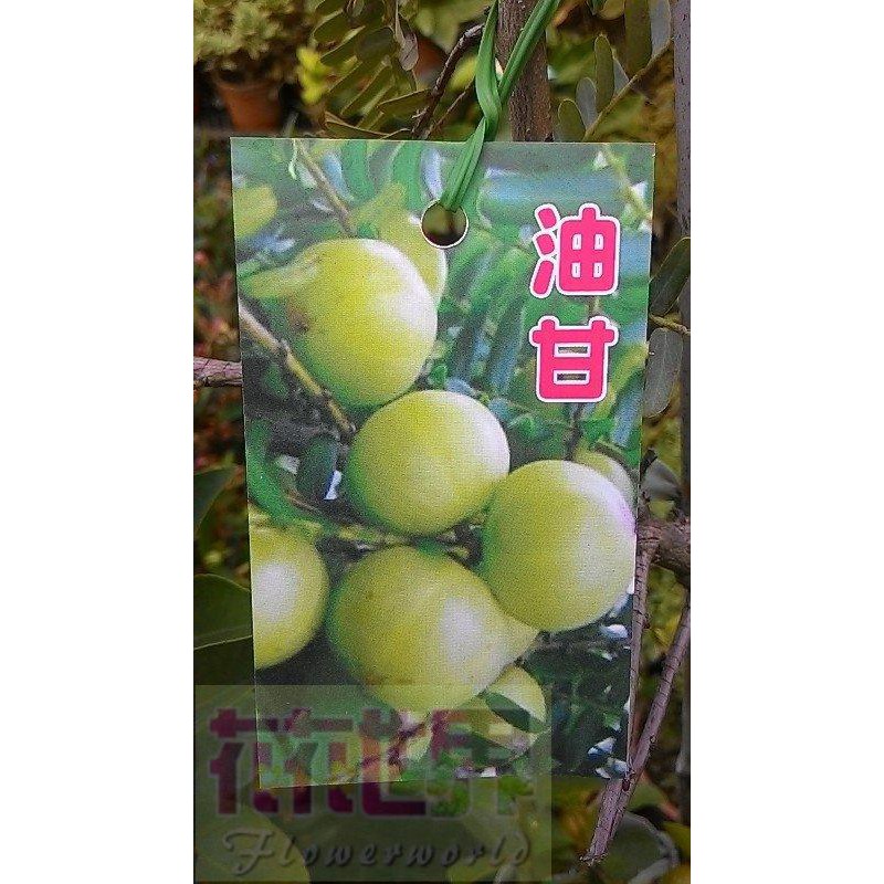 水果苗  油甘 油柑 (油甘子 餘甘子)  8吋盆高120-150cm食用藥用植物【花花世界玫瑰園】