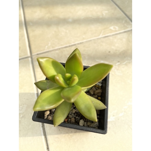 多肉植物 銘月三吋盆 蝦皮購物