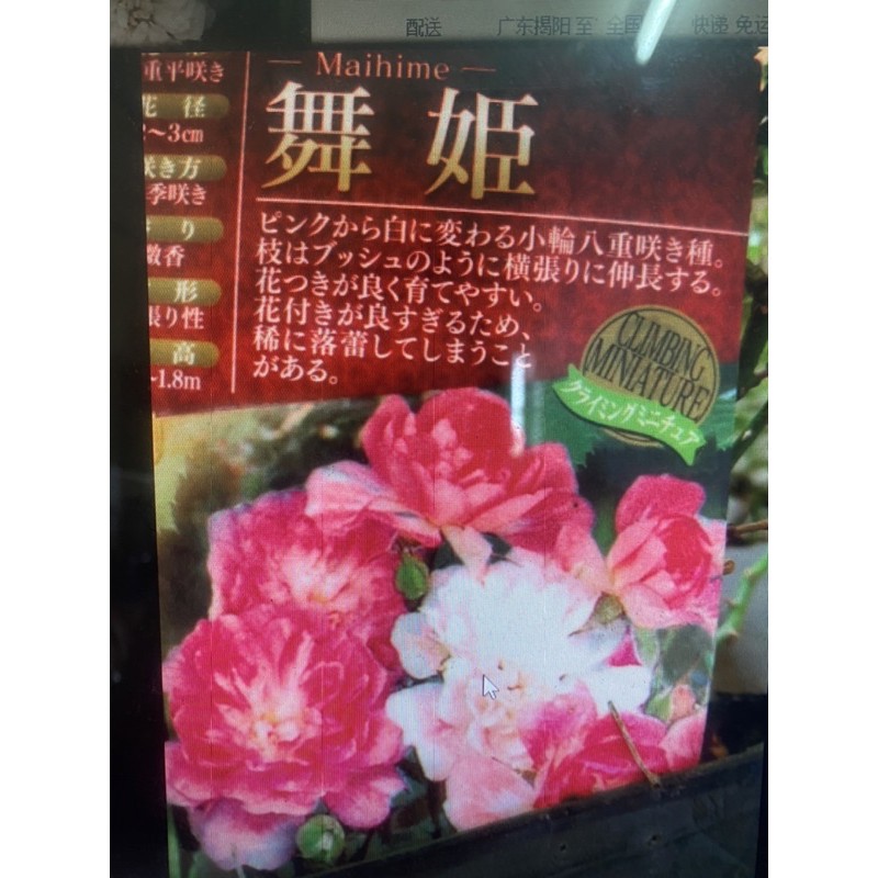 天穎穎園藝 日本薔薇舞姬 109 12 6實拍 重瓣又會結果 蝦皮購物