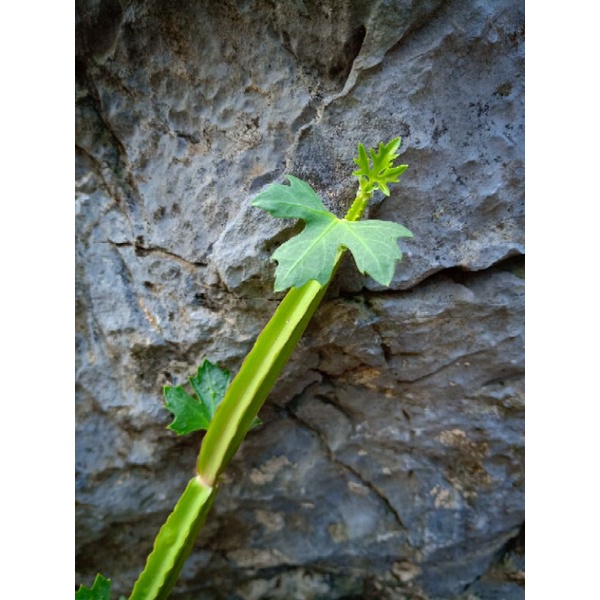 四稜粉藤 翡翠閣 葡萄科 多肉植物