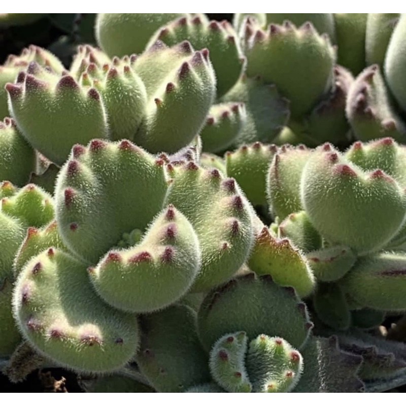 超萌熊 童子來了 綠熊 黃熊 白熊 多肉植物仙人掌 蝦皮購物