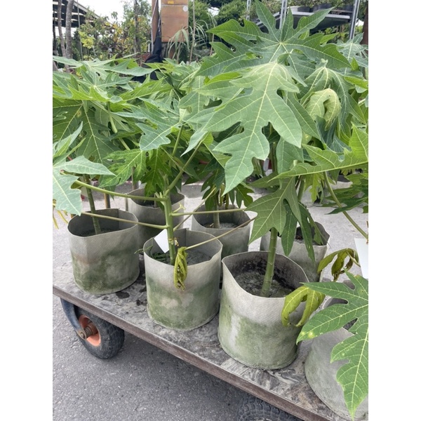 霏霏園藝成樹木瓜一棵特價750元免運陽台  樓頂盤栽都適合種一棵就會生