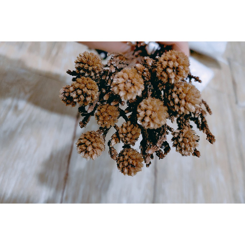 乾燥花果 Ptt Dcard討論與高評價網拍商品 21年10月 飛比價格