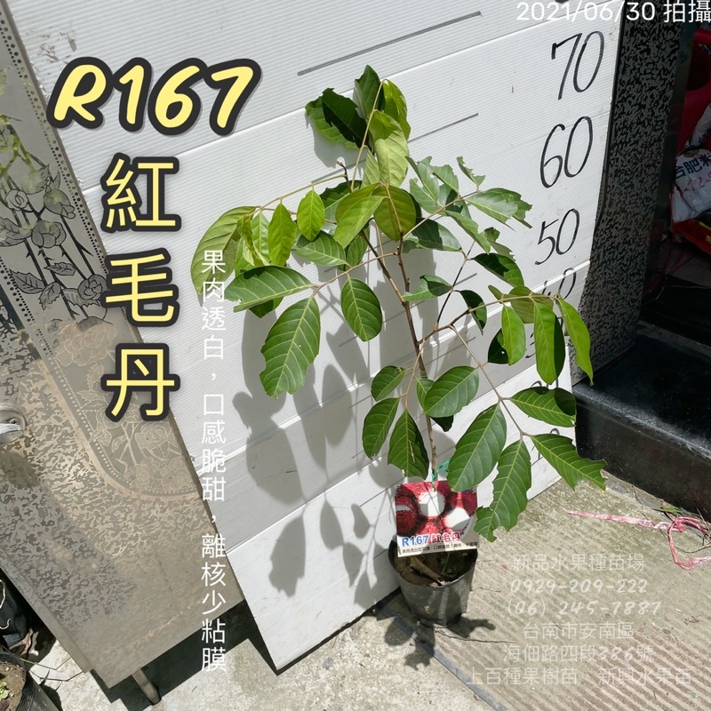 R167紅毛丹苗(果肉甜白/離核少黏膜) 紅毛丹 紅毛丹嫁接苗 水果苗 嫁接苗 批發 零售【新品水果苗】