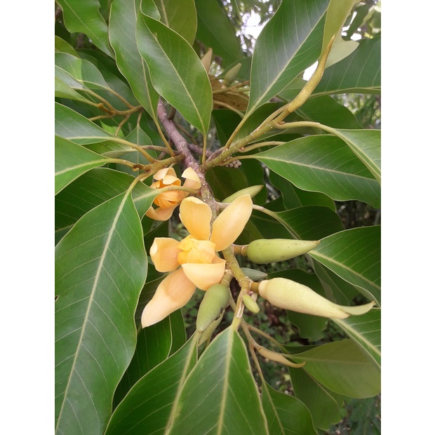 S 175 種子盆栽 玉蘭花 金玉蘭 黃玉蘭 種子15顆30元 別名 香花 望春花 蝦皮購物