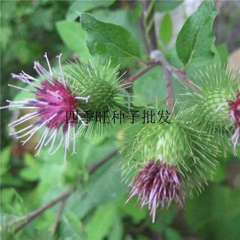 牛蒡種子 優惠推薦 21年7月 蝦皮購物台灣