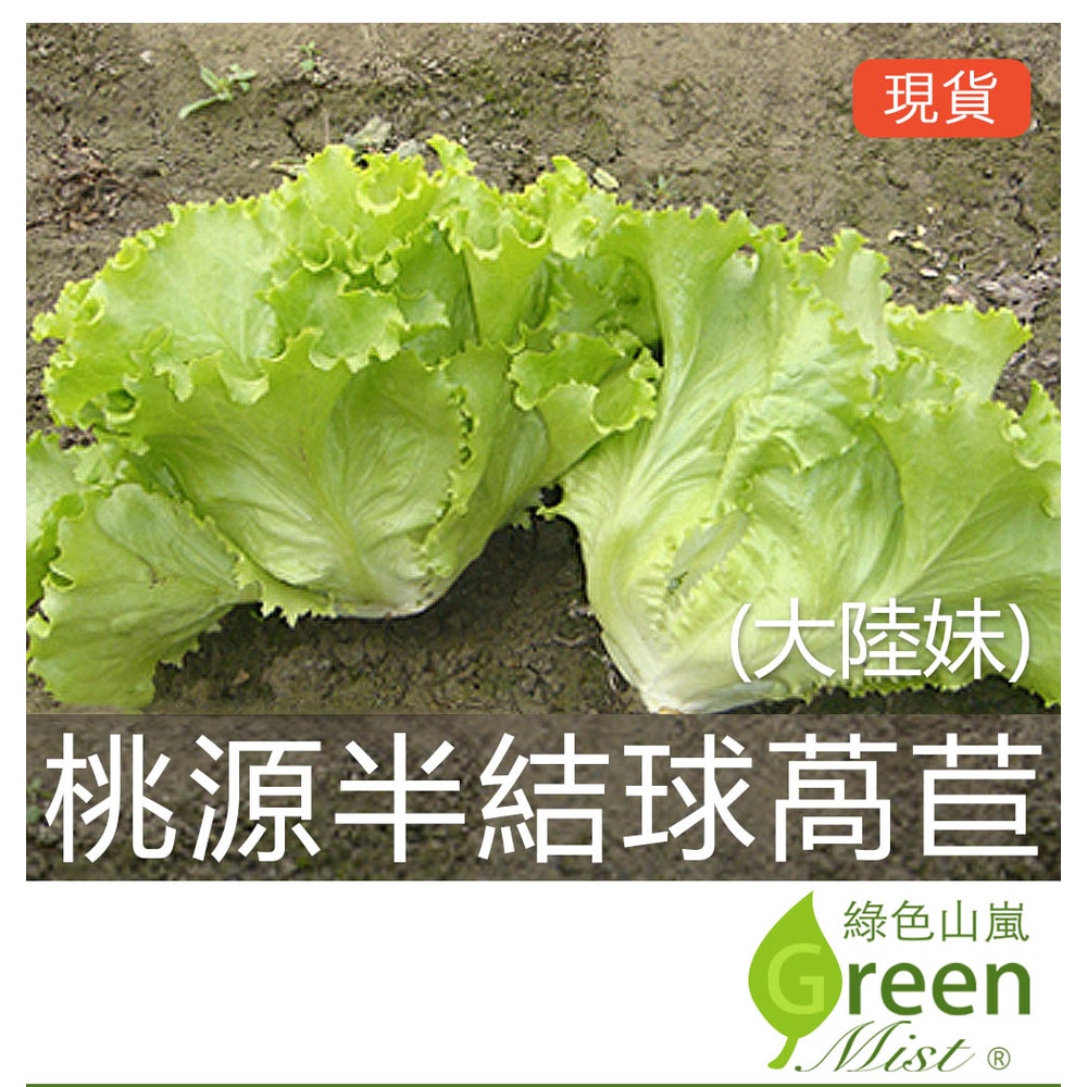 現貨 桃源半結球萵苣 大陸妹 約2500粒種子 蔬菜種子 綠色山嵐 蝦皮購物