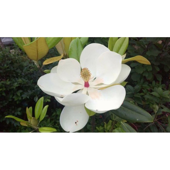 木蓮花 洋玉蘭 荷花玉蘭 編號03 十五年樹齡已植袋完成隨時可移植 蝦皮購物