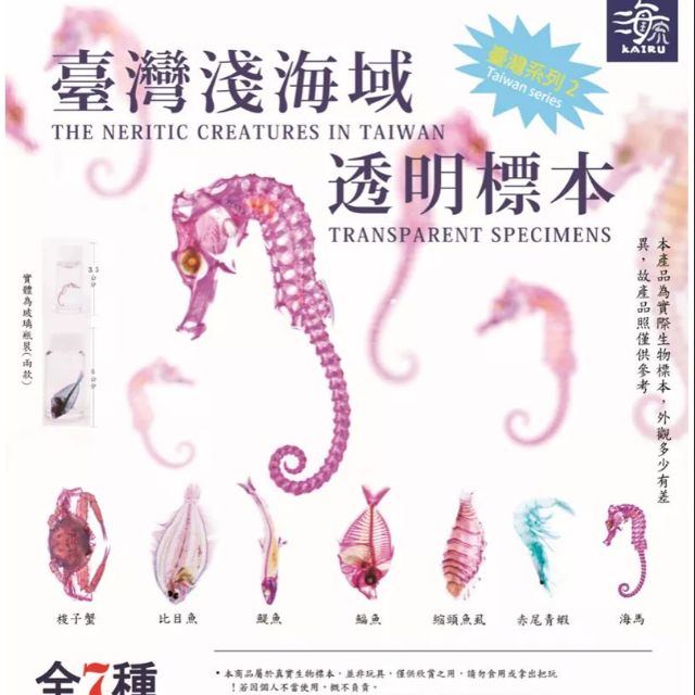 臺灣淺海域透明標本扭蛋海馬蝦比目魚鯷魚縮頭魚虱透明魚標本扭蛋 蝦皮購物
