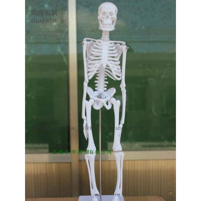 (MD-B_0109)送解析圖 新款85CM人體骨骼模型 85公分骨骼脊柱模型 骨骼標本